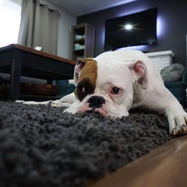 smutny pies na dywanie