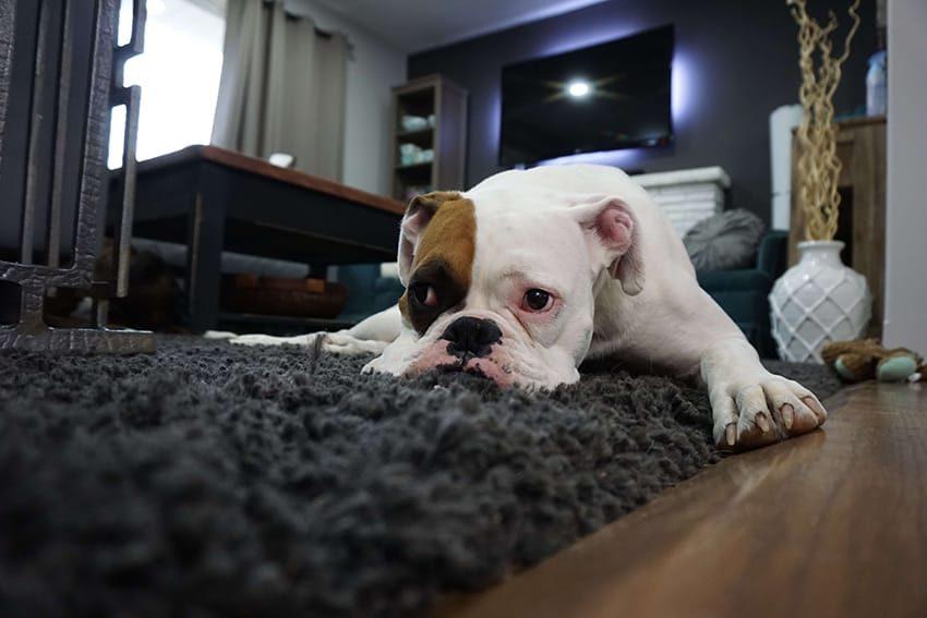 smutny pies na dywanie