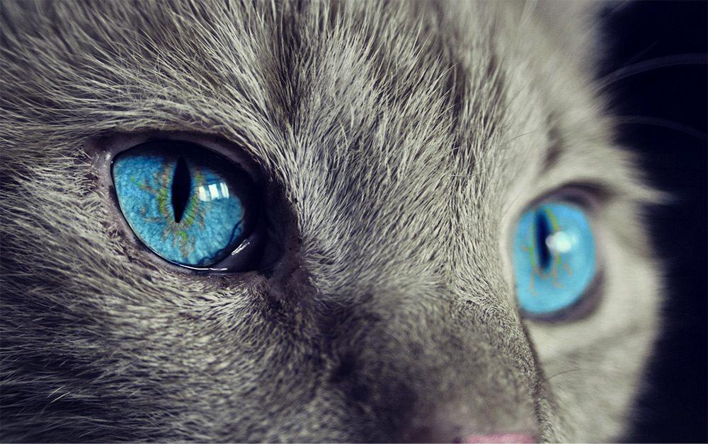 Duże, niebieskie oczy szarego kota